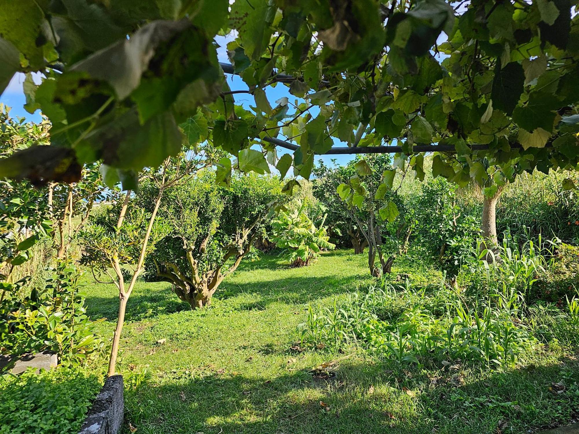 Casa Anjos Holiday Cottages Cedros Eksteriør bilde